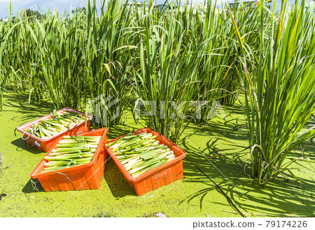 The farmer is harvesting the water bamboo(zizania latifolia) in the Nantou's field, Taiwan. The farmer is harvesting the water bamboo(zizania latifolia) in the Nantou's field, Taiwan. 79174226
