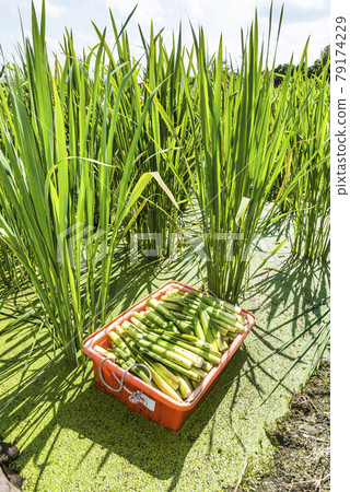 The farmer is harvesting the water bamboo(zizania latifolia) in the Nantou's field, Taiwan. 79174229