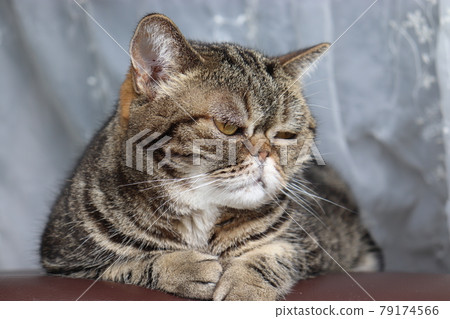 Gentle look nose cat American Shorthair Brown Tabby Gentle look nose cat American Shorthair Brown Tabby 79174566