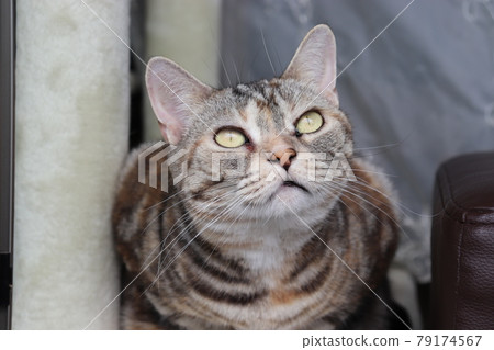 貓 American Shorthair Silver Patched Tabby Leaning 79174567