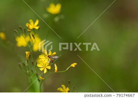 Image of early summer field Image of early summer field 79174667