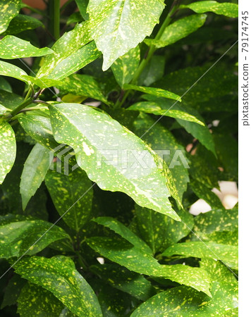 Filiaoki (natural texture) Filiaoki (natural texture) 79174745