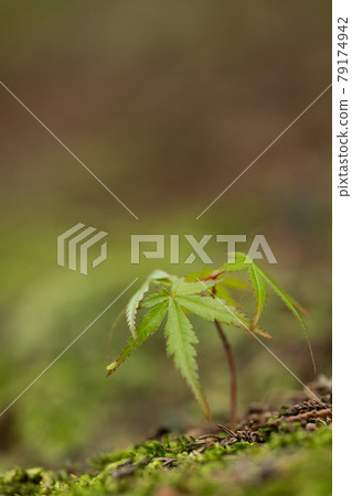 Futaba of maple sprout from mossy ground Futaba of maple sprout from mossy ground 79174942