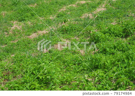 Grassland field weed land Grassland field weed land 79174984