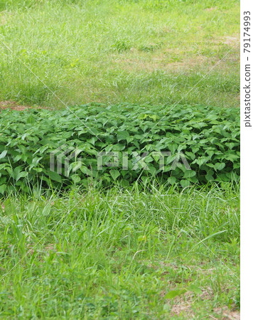 草原野草土地 79174993