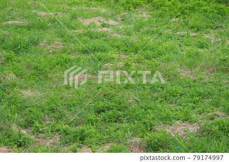 草原野草土地 草原野草土地 79174997