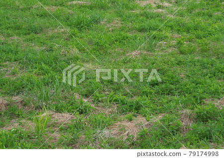 草原野草土地 79174998