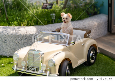 狗駕駛一輛車 狗駕駛一輛車 79175036