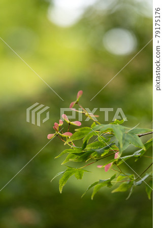 Maple seeds and green copy space 79175176