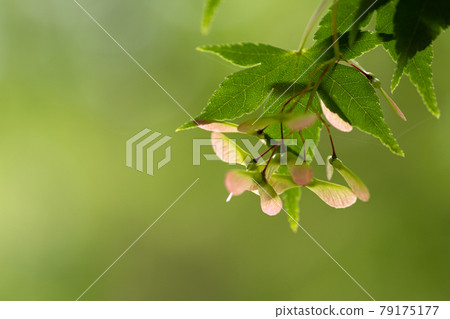 Maple seeds and green copy space 79175177