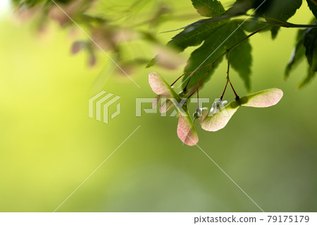 Maple seeds and green copy space 79175179