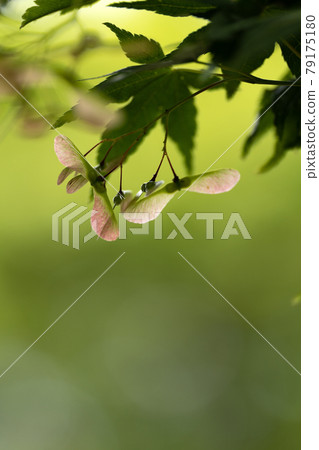 Maple seeds and green copy space 79175180
