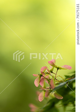 Maple seeds and green copy space 79175181