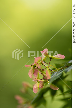 Maple seeds and green copy space 79175182