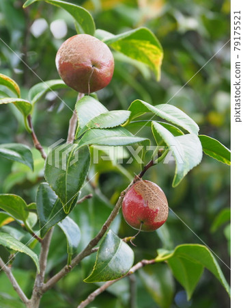 Image of camellia oil (camellia fruit) 79175521
