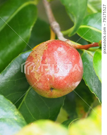 Image of camellia oil (camellia fruit) Image of camellia oil (camellia fruit) 79175527