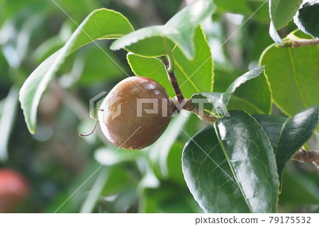 山茶油（山茶果實）的形象 79175532