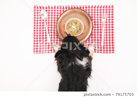 Black long coat Chihuahua waiting for a meal in front of a handmade risotto 79175703