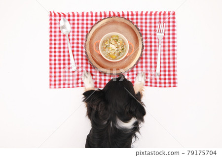 Black long coat Chihuahua waiting for a meal in front of a handmade risotto 79175704