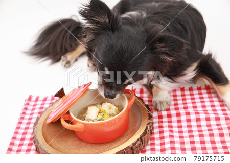 Black long coat Chihuahua trying to pick up and eat handmade risotto 79175715