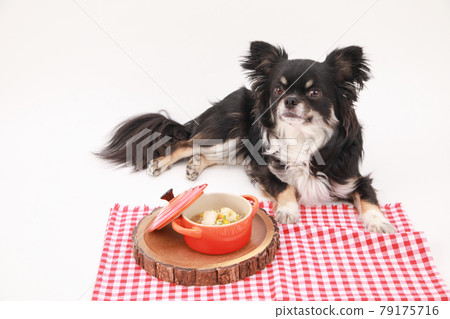 Black long coat Chihuahua waiting for a meal in front of a handmade risotto Black long coat Chihuahua waiting for a meal in front of a handmade risotto 79175716