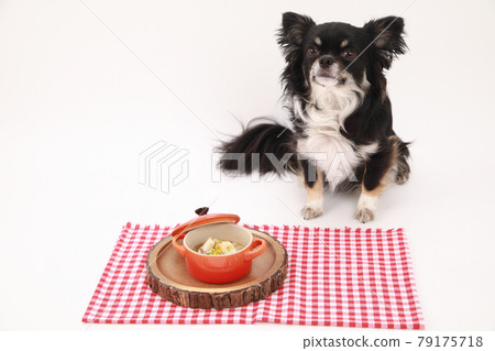 Black long coat Chihuahua waiting for a meal in front of a handmade risotto Black long coat Chihuahua waiting for a meal in front of a handmade risotto 79175718