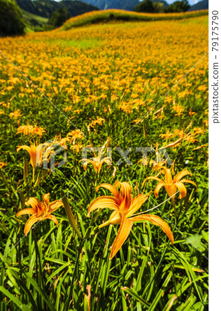 The beautiful daylily flower in the Liushishi Mountain of hualien, Taiwan. 79175790