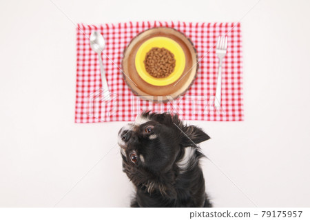 Black long coat Chihuahua waiting for a meal in front of dog food Black long coat Chihuahua waiting for a meal in front of dog food 79175957