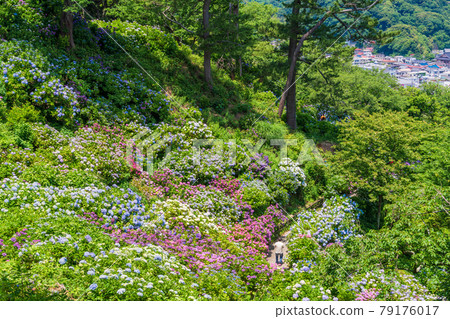 (Shizuoka Prefecture) Hydrangea blooms, Shimoda Park, Shimoda cityscape below (Shizuoka Prefecture) Hydrangea blooms, Shimoda Park, Shimoda cityscape below 79176017