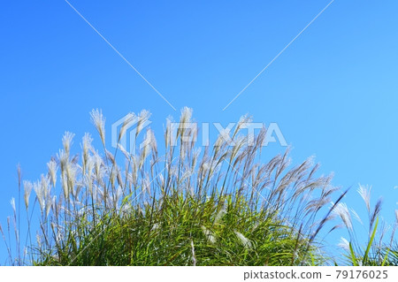 秋天的圖像日本蒲葦 79176025