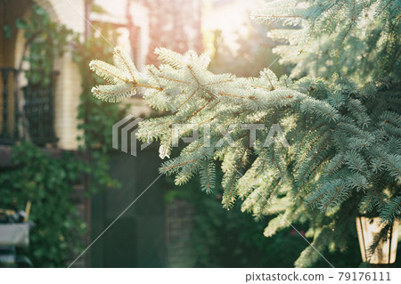 Background of coniferous plant branches close up Background of coniferous plant branches close up 79176111