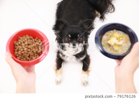 Black long coat Chihuahua lost in dry food and homemade food 79176126