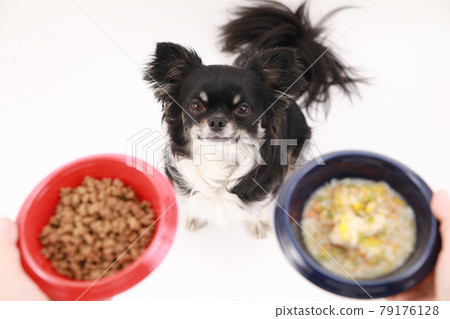 Black long coat Chihuahua lost in dry food and homemade food 79176128