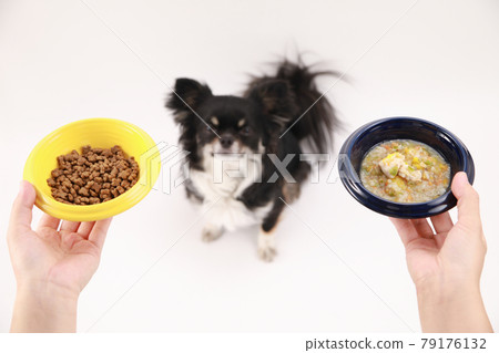 Black long coat Chihuahua lost in dry food and homemade food 79176132