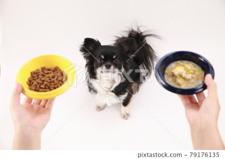 Black long coat Chihuahua lost in dry food and homemade food Black long coat Chihuahua lost in dry food and homemade food 79176135
