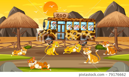 Safari at sunset time scene with many children watching leopard group Safari at sunset time scene with many children watching leopard group 79176662