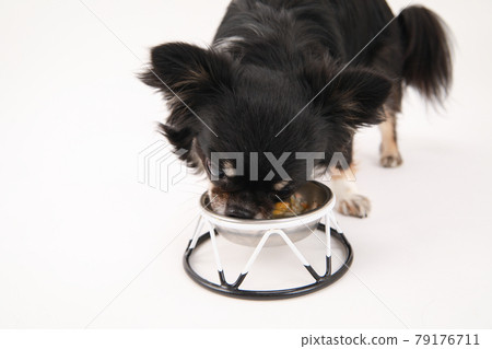 Long coat Chihuahua during a meal 79176711