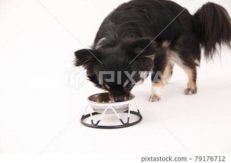 在用餐期間的長外套奇瓦瓦狗 79176712