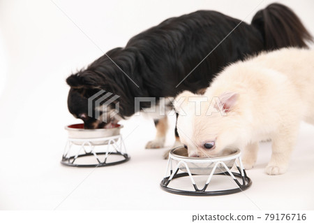 Long coat Chihuahua during a meal 79176716