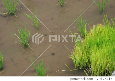 Agricultural image (rice farming: rice planting) 79176717