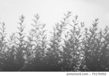 A plant swaying in the wind, a silhouette of a sprout A plant swaying in the wind, a silhouette of a sprout 79176992
