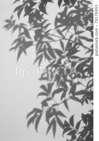 白板上的樹葉 白板上的樹葉 79176993