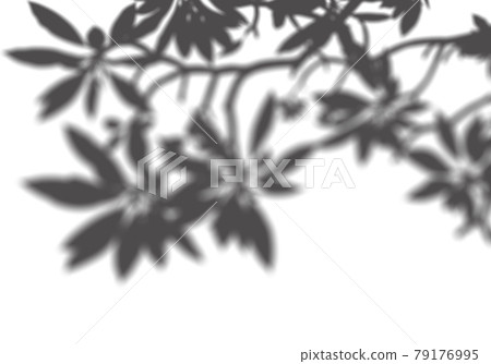 Plumeria leaves on a whiteboard Plumeria leaves on a whiteboard 79176995