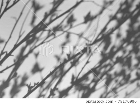 Image of leaves shadows and sunshine Image of leaves shadows and sunshine 79176996