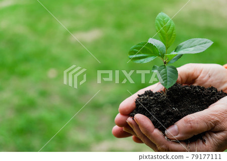 Close-up of an elderly woman's hands with an apple tree sprout. Grandma holding a plant outdoors. Close-up of an elderly woman's hands with an apple tree sprout. Grandma holding a plant outdoors. 79177111