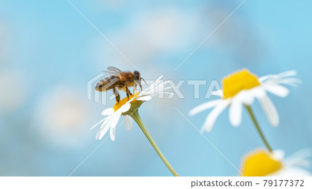 Close up of honey bee flying and collecting nectar pollen on white daisy flowers. Close up of honey bee flying and collecting nectar pollen on white daisy flowers. 79177372