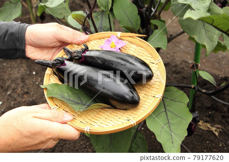 Harvesting of Eggplant 79177620