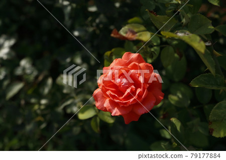 Arao City Ominous Citizen Flower Bed Rose Flower, Arao City Ominous Citizen Flower Bed Rose Flower, 79177884