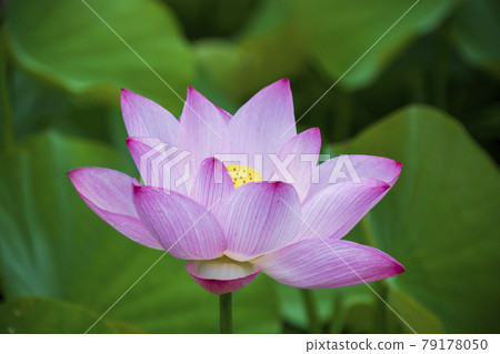 蓮花 79178050