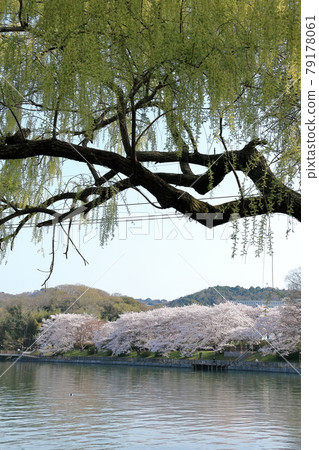 Cherry blossoms, ponds and willow trees ① Cherry blossoms, ponds and willow trees ① 79178061